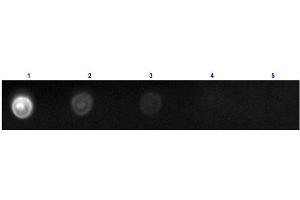 Dot Blot results of Rat IgG2a Isotype Control Fluorescein Conjugated. (Rat IgG2a isotype control (FITC))
