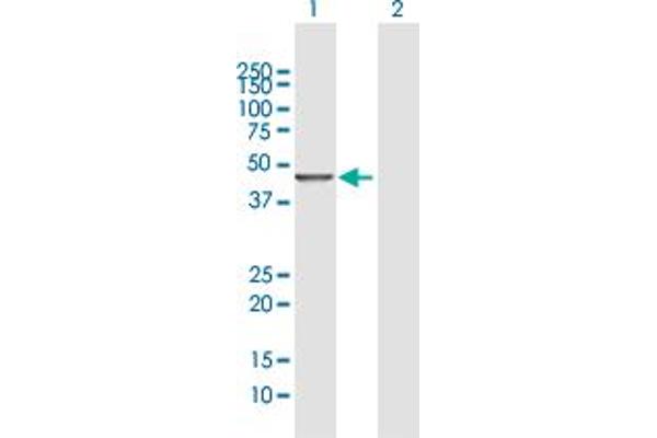 DYX1C1 antibody  (AA 1-381)