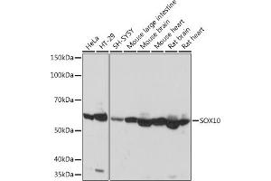 Western blot analysis of extracts of various cell lines, using SOX10 Rabbit mAb (ABIN7270566) at 1:1000 dilution. (SOX10 antibody)