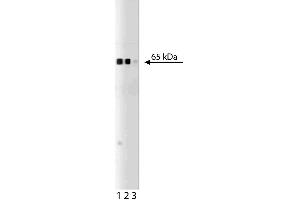 Western blot analysis of occludin on rat brain lysate. (Occludin antibody  (AA 396-507))