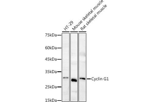 Cyclin G1 antibody  (C-Term)