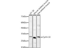 Western blot analysis of extracts of various cell lines, using Cyclin G1 antibody (ABIN6127734, ABIN6138095, ABIN6138096 and ABIN6220906) at 1:1000 dilution. (Cyclin G1 antibody  (C-Term))