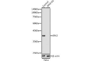 Western blot analysis of extracts from normal (control) and ERK2 knockout (KO) HeLa cells, using ERK2 antibody (ABIN3020727, ABIN3020728, ABIN3020729 and ABIN6213694) at 1:1000 dilution. (ERK2 antibody  (AA 200-300))