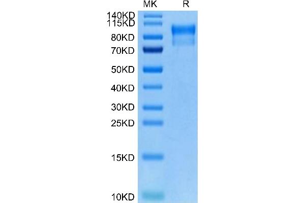 ERBB4 Protein (AA 26-651) (His-Avi Tag,Biotin)