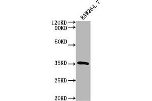 Western Blot Positive WB detected in: RAW264. (Surfactant Protein A1 antibody  (AA 21-248))