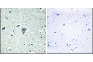 Immunohistochemistry (IHC) image for anti-G Protein-Coupled Receptor 37 Like 1 (GPR37L1) (AA 1-50) antibody (ABIN2890820) (GPR37L1 antibody  (AA 1-50))