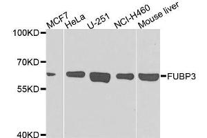 Western blot analysis of extracts of various cell lines, using FUBP3 antibody.