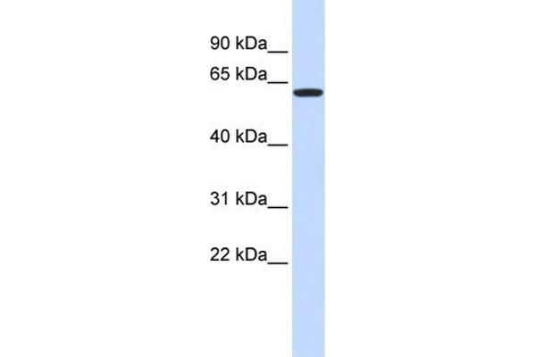 VEZF1 antibody  (Middle Region)