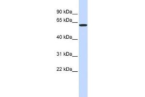 WB Suggested Anti-VEZF1 Antibody Titration:  1 ug/ml  Positive Control:  293T cells lysate There is BioGPS gene expression data showing that VEZF1 is expressed in HEK293T (VEZF1 antibody  (Middle Region))