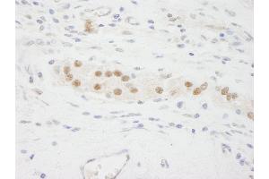Immunohistochemistry (IHC) image for anti-Karyopherin alpha 3 (Importin alpha 4) (KPNA3) (AA 1-50) antibody (ABIN7448982) (KPNA3 antibody  (AA 1-50))