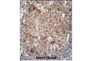 ABCC10 antibody (Center) (ABIN654102 and ABIN2843986) immunohistochemistry analysis in formalin fixed and paraffin embedded human tonsil tissue followed by peroxidase conjugation of the secondary antibody and DAB staining. (ABCC10 antibody  (AA 767-793))