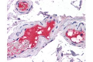 Anti-PROC / Protein C antibody IHC of human vessels.