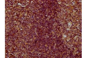 IHC image of ABIN7148577 diluted at 1:300 and staining in paraffin-embedded human tonsil tissue performed on a Leica BondTM system. (Cornifelin (CNFN) (AA 1-112) antibody)