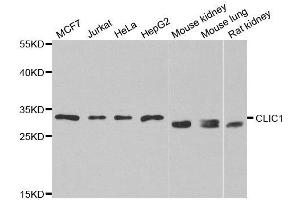 Western blot analysis of extracts of various cell lines, using CLIC1 antibody.