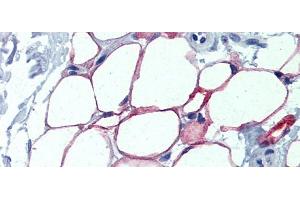 Immunohistochemistry with Human Adipocytes tissue (NFIC antibody  (Middle Region))