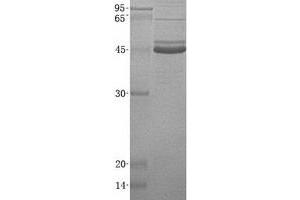 Validation with Western Blot (CD5L Protein (His tag))