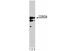 Western blot analysis of Striatin on a rat cerebrum lysate. (Striatin antibody  (AA 450-600))