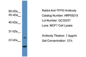 WB Suggested Anti-TFPI2  Antibody Titration: 0. (TFPI2 antibody  (N-Term))