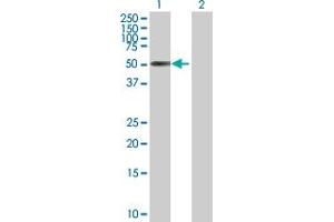 Western Blot analysis of ZNF480 expression in transfected 293T cell line by ZNF480 MaxPab polyclonal antibody. (ZNF480 antibody  (AA 1-516))