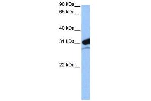 MRPL24 antibody used at 0. (MRPL24 antibody  (N-Term))