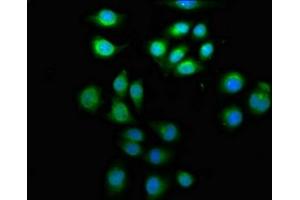 Immunofluorescence (IF) image for anti-ADP-Ribosylation Factor Guanine Nucleotide-Exchange Factor 2 (Brefeldin A-Inhibited) (ARFGEF2) (AA 200-317) antibody (ABIN7145776)