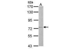 Image no. 1 for anti-Interleukin 17 Receptor D (IL17RD) (AA 286-501) antibody (ABIN467484) (IL17RD antibody  (AA 286-501))