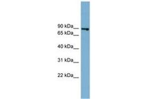 Image no. 1 for anti-FAST Kinase Domains 2 (FASTKD2) (AA 611-660) antibody (ABIN6743800) (FASTKD2 antibody  (AA 611-660))