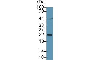 Western Blot; Sample:Mouse Placenta lysate; Primary Ab: 2µg/ml Rabbit Anti-Human CGb1 Antibody Second Ab: 0. (CGB antibody  (AA 55-153))
