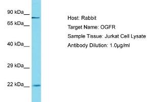 Host: Rabbit Target Name: OGFR Sample Tissue: Human Jurkat Whole Cell Antibody Dilution: 1ug/ml (OGFR antibody  (C-Term))