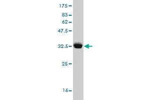 Western Blot detection against Immunogen (32.