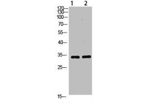 Western Blot analysis of 1,293T 2,mouse-brain cells using primary antibody diluted at 1:1000(4 °C overnight). (TNFAIP8L3 antibody  (AA 15-45))