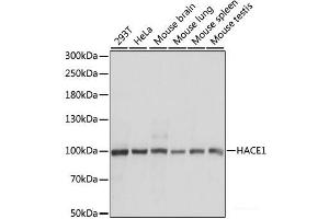 Western blot analysis of extracts of various cell lines using HACE1 Polyclonal Antibody at dilution of 1:1000. (HACE1 antibody)