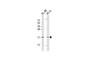 All lanes : Anti-GRP Antibody (Center) at 1:2000 dilution Lane 1: HL-60 whole cell lysate Lane 2: PC-3 whole cell lysate Lysates/proteins at 20 μg per lane. (Gastrin-Releasing Peptide antibody  (AA 67-97))