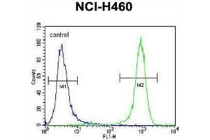 Flow Cytometry (FACS) image for anti-Phosphatidylinositol-3,4,5-Trisphosphate-Dependent Rac Exchange Factor 1 (PREX1) (AA 1133-1163), (C-Term) antibody (ABIN954297)
