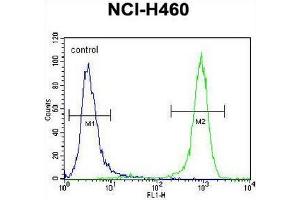 PREX1 Antibody (C-term) flow cytometric analysis of NCI-H460 cells (right histogram) compared to a negative control cell (left histogram).