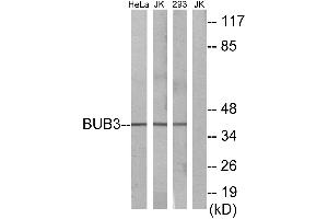 Western blot analysis of extracts from HeLa cells, Jurkat cells and 293 cells, using BUB3 antibody. (BUB3 antibody)