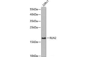 Western blot analysis of extracts of 22Rv1 cells using RLN2 Polyclonal Antibody at dilution of 1:1000. (Relaxin 2 antibody)