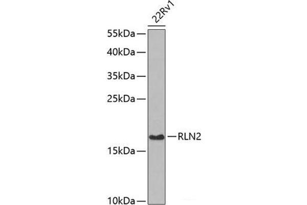 Relaxin 2 antibody