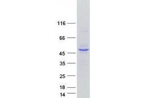 Validation with Western Blot (INPP1 Protein (Transcript Variant 2) (Myc-DYKDDDDK Tag))