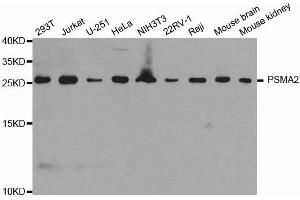 Western blot analysis of extracts of various cell lines, using PSMA2 antibody. (PSMA2 antibody  (AA 1-234))
