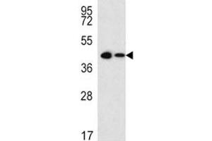Sox2 antibody western blot analysis in 293, CEM lysate (15ug/lane).