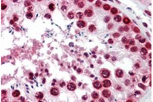 Human Testis: Formalin-Fixed, Paraffin-Embedded (FFPE) (BANF1 antibody  (AA 1-90))