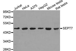 Western blot analysis of extracts of various cell lines, using SEPT7 antibody (ABIN5971967).