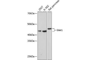 Western blot analysis of extracts of various cell lines, using Islet1 Rabbit mAb (ABIN7268024) at 1:1000 dilution. (ISL1 antibody)