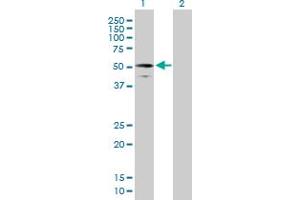 Western Blot analysis of RUFY3 expression in transfected 293T cell line by RUFY3 MaxPab polyclonal antibody. (RUFY3 antibody  (AA 1-469))