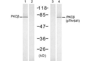 Western blot analysis of extracts from K562 cells, untreated or treated with PMA (1ng/ml, 10min), using PKCβ (Ab-641) antibody (E021184, Lane 1 and 2) and PKCβ (phospho-Thr641) antibody (E011172, Lane 3 and 4). (PKC beta antibody  (pThr641))