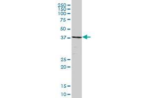 TSG101 MaxPab polyclonal antibody. (TSG101 antibody  (AA 1-390))