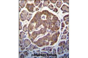 MAP3K13 (LZK) Antibody (S869) immunohistochemistry analysis in formalin fixed and paraffin embedded human pancreas tissue followed by peroxidase conjugation of the secondary antibody and DAB staining. (MAP3K13 antibody  (C-Term))