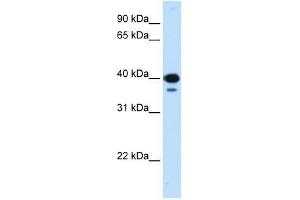 Western Blot showing NFYC antibody used at a concentration of 0. (NFYC antibody  (C-Term))