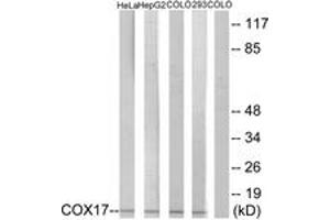 Western blot analysis of extracts from HeLa/HepG2/COLO/293 cells, using COX17 Antibody.